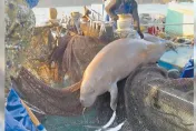 上次發現是88年前　宜蘭漁民捕獲稀有美人魚「儒艮」