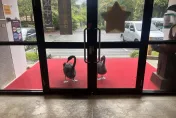 沒放飯餓壞了！武陵農場黑天鵝「敲門討早餐」　畫面萌呆了