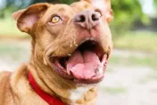 又是比特犬！美國73歲老婦慘遭2犬撕咬身亡
