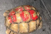 飼主急壞！屏東30隻蘇卡達象龜不翼而飛　員警抓8賊