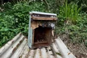 高雄寶山蜂場再現採蜜賊　台灣黑熊二度光顧爽吃蜂蜜