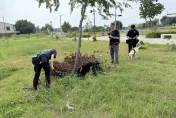影/法網恢恢！台中毒販公園「埋大麻」交易　靈敏警犬找出2公斤毒包