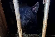 6犬關山上空屋「活在糞水中」　新店惡飼主遭罰9萬8