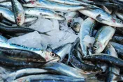以為吃魚最健康？營養師點名「鯊魚、炸魚、生魚片」少碰