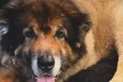 館長愛犬大雄離世！曾害妻流產　工作人員照顧5年超不捨