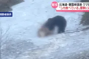 影/溫泉區遊客目擊「大熊啃鹿」全過程　警：牠會回來