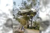 天兵學生把車開上樹？荒唐一幕遭PO網　駕訓班被約談了