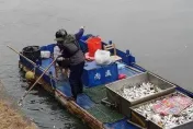 看不到盡頭！高雄愛河現600公斤魚屍　環保局曝原因