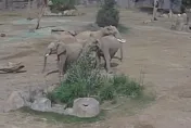 影/加州發生規模5.2極淺地震！動物園大象組成「警戒圈」