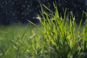 穀雨、復活節同一天！柯柏成：擺「綠蘿盆栽」招財運