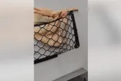 影/台鐵竟被「放鳥」！塑膠袋內狂竄動　疑遭乘客棄養