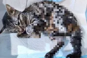 不滿被分手！平鎮男虐女友愛貓藏天花板　釀1死1重傷