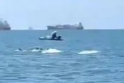 媽祖生日快樂！　白海豚群現身雲林沿海如同「賀壽」