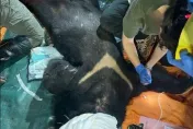 影/花蓮黑熊掠殺雞犬遭擊斃　林保署警告：非萌萌可愛動物