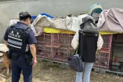 台南餐廳爆虐貓！餓死籠內慘變「3具白骨」　飼主遭送辦