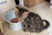 衛生vs.愛心拉鋸！飼料、飯碗被收走　台南愛媽告里長竊盜