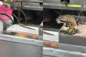 光華夜市驚見料理鼠王！「新鮮透抽」神準叼走　店家曝光
