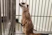 農業部開放狐獴飼養！業者需申請執照、飼主強制登記