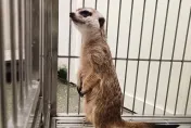 影/三芝「丁滿」出沒！店門探頭引注意　動保處協尋飼主