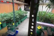 外籍看護嫌薪資低改種大麻　住家遭攻堅墜6樓落網