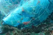 影/保育區驚現廢棄漁網　澎湖志工潛海救援「黑豬哥」