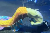 影/不是表演！美人魚水中突抽搐昏迷　山西海洋館：低血糖