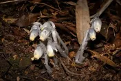 貴州首現罕見「幽靈之花」！外表奇特、無法行光合作用