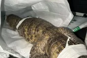 影/眼鏡凱門鱷凌晨高雄街頭散步？　居民驚見巨鱷趴趴走嚇壞