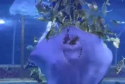 影/海洋館驚見魔鬼魚「活體吃播」　陸網：職場霸凌