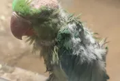 影/小鸚鵡被霸凌慘變「地中海」？北京動物園曝真相