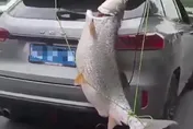 瞎！陸男車尾綁1米大魚來回開3圈　「炫耀」下場慘了