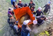 80公分綠蠵龜誤入九孔池！動保處聯合救援成功野放