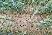 年後就沒雨！陸10省大旱農民買水澆地　陝西64年最「渴」