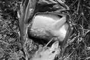 屏東梅花鹿遭槍斃！盜獵者「活體斬首」亂丟遺骸　屍臭瀰漫