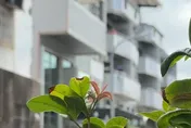 影/台南啃老男弒父！社會局協助行動不便母後續照顧