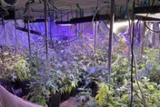 外籍絕命毒師台灣海撈！師徒爽種大麻　一條龍販售曝光