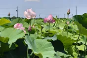 端午連假轉晴熱　吳德榮：「6/3傍晚鋒面到」防大範圍降雨