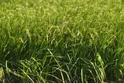 芒種將至！6禁忌曝光　豬、蛇、水瓶座不能去海邊