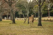 奈良公園現內衣偷拍！專挑外國女遊客　變態男認上傳YT牟利