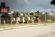 桃園驚見6乳牛夜遊！警扮「牧童」引返牧場　飼主將被罰