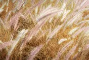 今天是芒種！當心筋骨痠痛　中醫推喝「除濕茶飲」保健