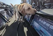 超萌！今天是警察節　「慰勞警犬」新北動保處送上大禮包