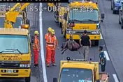 影/國1台中段大黑豬跌坐車道遭撞傷　駕駛恐遭罰1.8萬元