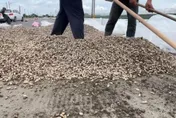 影/全台唯一有路權的農作物！雲林設194處路邊曬花生
