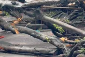 逢甲老樹倒塌釀命案　專家：覆土窒息根系恐為主因