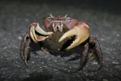 「兇狠圓軸蟹」回海邊繁殖！台江國家公園7/10起護蟹交管