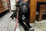 西園路派出所犬「小黑」超萌！　絕技學痛風副所長跛腳走路