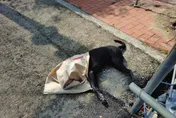 菁寮老街又爆毒狗！柴犬散步倒地吐白沫　10分鐘內沒命
