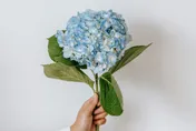 顏色不是固定的！繡球花會隨「土壤酸鹼值」變色
