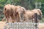 影/陸動物園驚傳大象遭「霸凌」！被推擠、圍攻畫面曝光